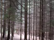 FAO, oggi “Giornata Internazionale delle Foreste”. Quanti alberi sono Italia?