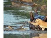 leonessa protegge pasto sfida coccodrilli (foto)