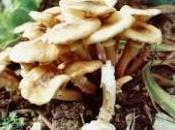 Omophalotus olearius