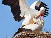 fedeltà della cicogna