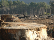 Plauso Greenpeace gruppo Colgate-Palmolive lotta contro deforestazione