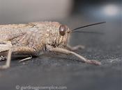 Ritornano vecchi amici