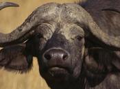 Bufala virale sessista sulla patente delle donne