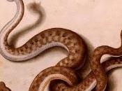 RECENSIONE: cuore dell'anatomista Daniele Derossi