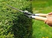 Periodo potatura siepi