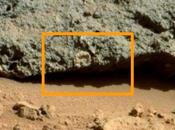 "Possibile Fossile Marino nelle Rocce Marte?"