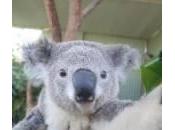 koala “selfie” allo Sydney (foto)