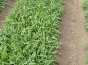 Rucola