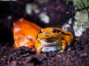 mille colori della natura, anfibi rettili.