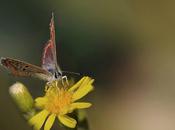 Farfalla