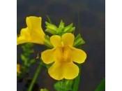 fiori bach mimulus