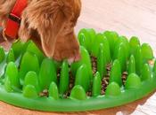 Cibo prato verde? Così cane impara mangiare lentamente!