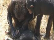 Scimpanzè: documentata reazione madre alla morte figlio
