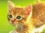 Sondaggio Chiuso...Risultati...Nuovo