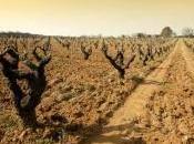 Grandi vini vecchie barriques, possibile?