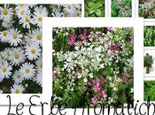 Prossime Erbe Aromatiche