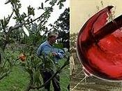 ricerca vitigni perduti nell’arca della biodiversità Salento leccese