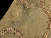 Raggi-X rivelano zampa nascosta antico serpente