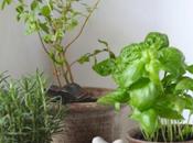 Aromatiche casa