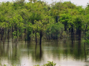 Mentre parte campagna l’Amazzonia, Canada wi-fi parchi l’estate