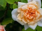 Vecchie rose gruppo: "Rose Polyantha nane" Portland"
