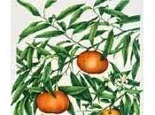 Mandarino, essenziali Salute