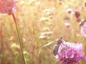 08/05/2014 Robobees: bello provocatorio cortometraggio sulle Greenpeace