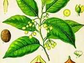 Noce moscata, olio essenziale Salute