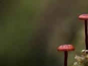 funghi netturbini dell’australiano Steve Axford