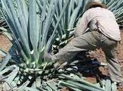 sciroppo d’agave, malto d’acero: pregi difetti