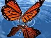 Farfalla