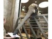 Abu, l’elefante dello Halle dipinge proboscide (foto)