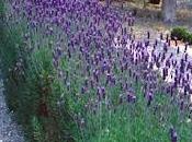 Siepe lavanda