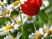 Come conservare freschezza sentimenti Psicopittografia