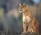 Puma: ipotesi sulla loro sopravvivenza