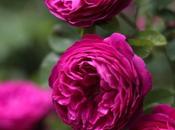 semplicemente alla rosa