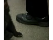 Oregon, trova cucciolo orso cespugli porta dalla polizia VIDEO