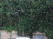 Semina panico sciame d’api presso Ponti Rossi