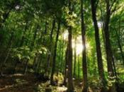 28/05/2014 Aumentano boschi Italia, manca strategia forestale nazionale