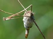 Phalacropterix apiformis.