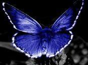 quercia farfalla