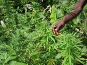 Marijuana, Giamaica verso depenalizzazione