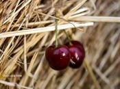 Balsamic Cherry