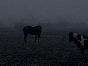 Tracce Ethereal Melancholy Seeing Horses Cold