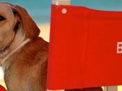 Estate 2014: spiagge cani Sicilia