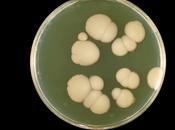 Candida celiachia
