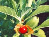 Ashwagandha, ginseng indiano