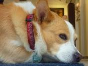 NOSTRO AMICO ZAMPE vede