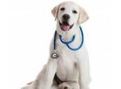 Cani oncologi: aggiornamento