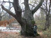 Alberi monumentali, castagno secolare pressi Adrano (CT)